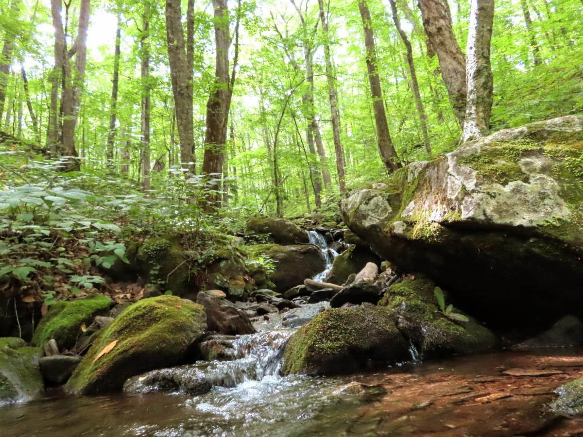Treetops Cabin Easy To Asheville With Fast Wifi And Great View Swiss Exteriér fotografie